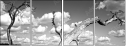 26523822