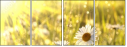 26909775