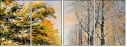 26973667