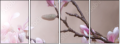 29087666
