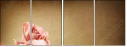 29543249
