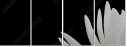 31116777