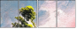 32752739