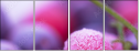 35113931