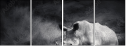 40411231