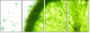 42017906