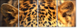 42852431