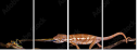 43866850