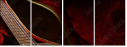 48965476