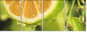 50666087
