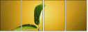 75277483