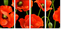 21375276