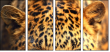 42852431