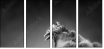 49654340