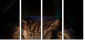 54170088