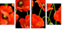 21375276