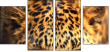 42852431