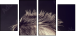 43317658