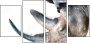 49240267