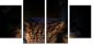 54170088