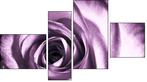Purple rose - Four-piece canvas, Fortyk
