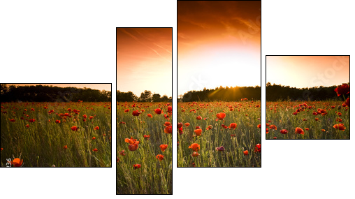 poppies field - Four-piece canvas, Fortyk