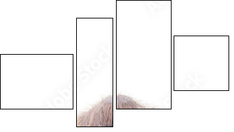 Orang-Utan - Four-piece canvas, Fortyk