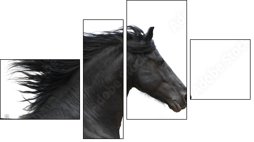 Portrait of galloping frisian horse on white background - Four-piece canvas, Fortyk