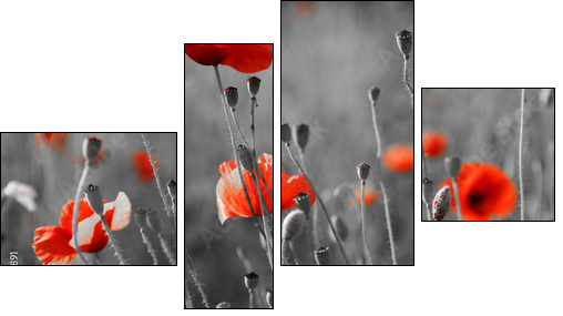red poppies on  field - Four-piece canvas, Fortyk