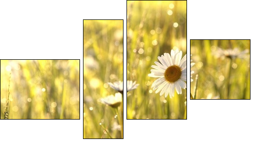 Spring daisies at dawn - Four-piece canvas, Fortyk