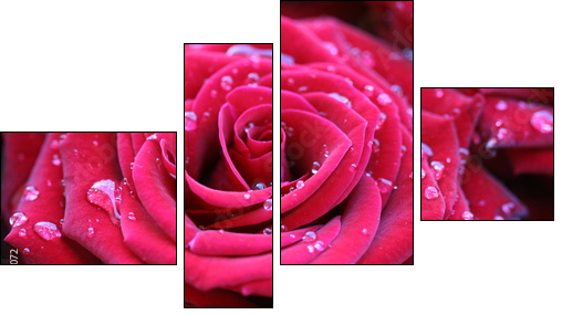 Red rose with dew - Four-piece canvas, Fortyk