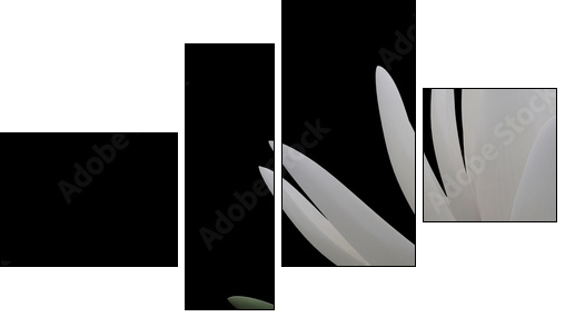 3d lotus - Four-piece canvas, Fortyk