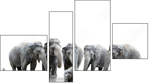 Elefantenherde - Four-piece canvas, Fortyk