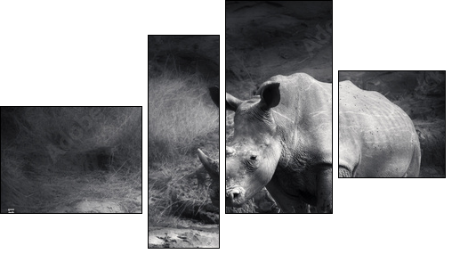 White Rhinoceros - Four-piece canvas, Fortyk