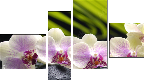 Set of branch orchid with stones- palm leaf background - Four-piece canvas, Fortyk