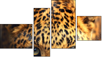 Leopard portrait - Four-piece canvas, Fortyk