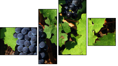 Italian vineyard - Four-piece canvas, Fortyk