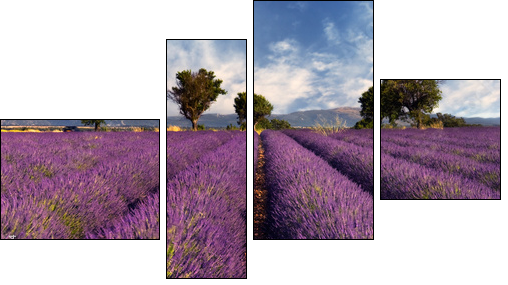 Lavender field in Provence, France - Four-piece canvas, Fortyk