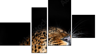 Leopard - Four-piece canvas, Fortyk