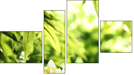 water lily - Four-piece canvas, Fortyk
