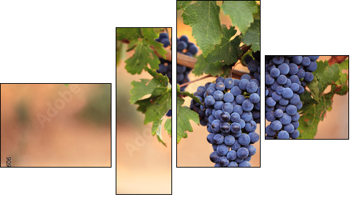 Large bunches of red wine grapes on vine - Four-piece canvas, Fortyk