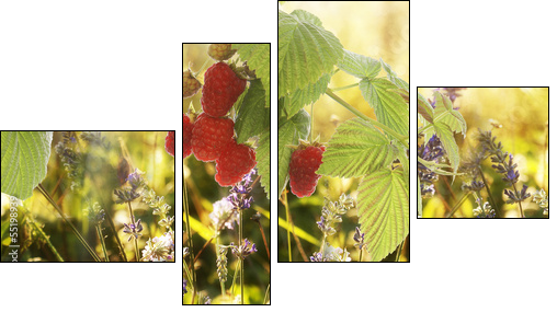 Raspberry.Garden raspberries at Sunset.Soft Focus - Four-piece canvas, Fortyk
