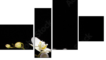 White orchid isolated on black - Four-piece canvas, Fortyk