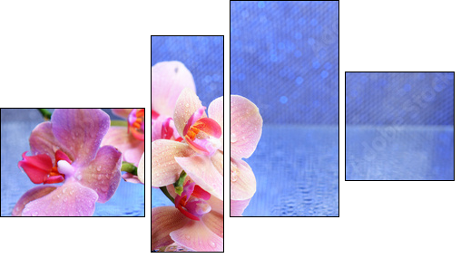 Beautiful blooming orchid with water drops - Four-piece canvas, Fortyk