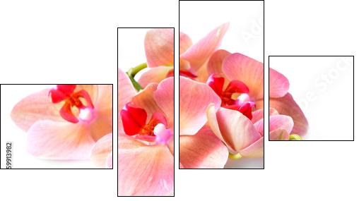 Beautiful blooming orchid isolated on white - Four-piece canvas, Fortyk