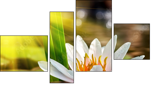 water lily - Four-piece canvas, Fortyk
