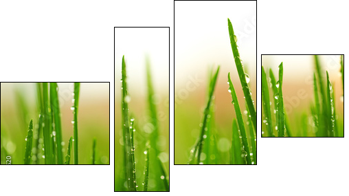 Green wet grass with dew on a blades - Four-piece canvas, Fortyk