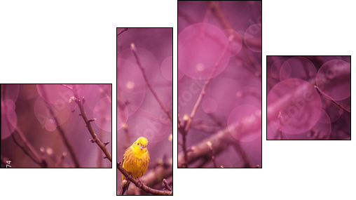 Yellowhammer siiting on a branch in a purple inviroment - Four-piece canvas, Fortyk