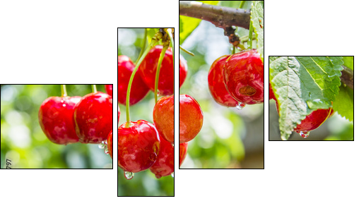 Cherry red berries on a tree branch with water drops - Four-piece canvas, Fortyk