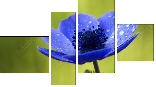 Blue Anemone Flower with Waterdrops - Four-piece canvas, Fortyk
